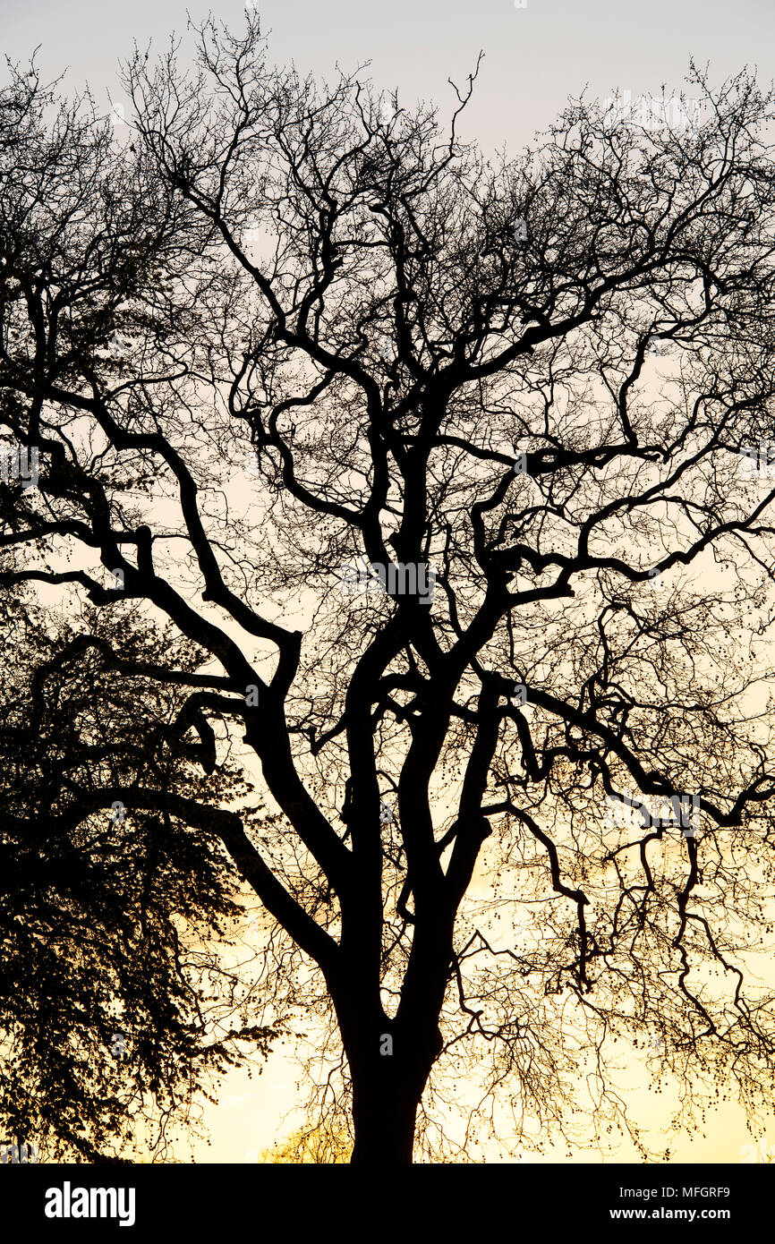 Quercus. Eiche Baum Silhouette bei Sonnenaufgang in der Grafschaft Oxfordshire. Großbritannien Stockfoto