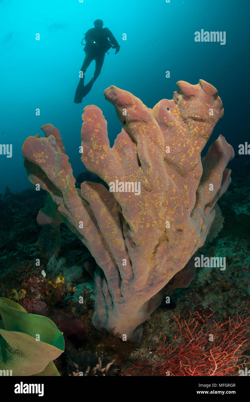 Taucher und Elefanten-Ohr-Schwamm (Ianthella Basta), Raja Ampat, West Papua, Indonesien Stockfoto