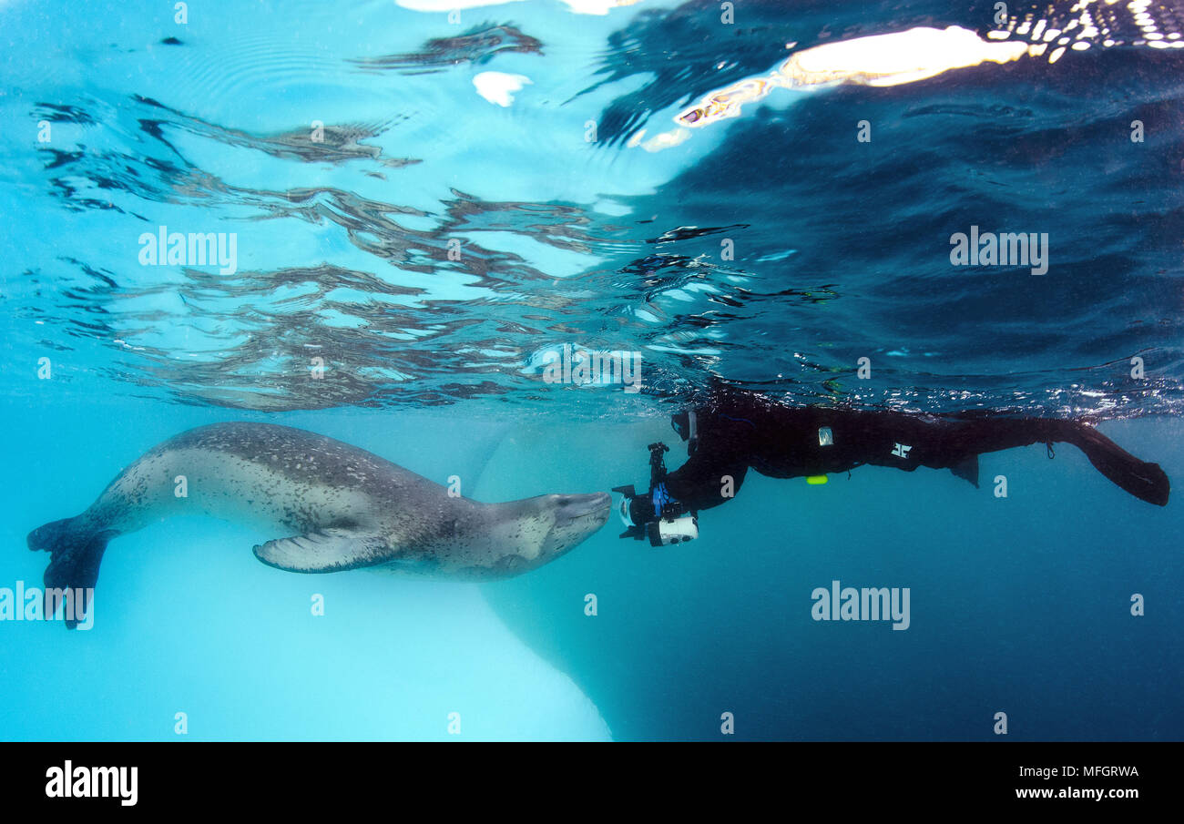 Hydrurga leptonyx marine life encounters Fotos und Bildmaterial in