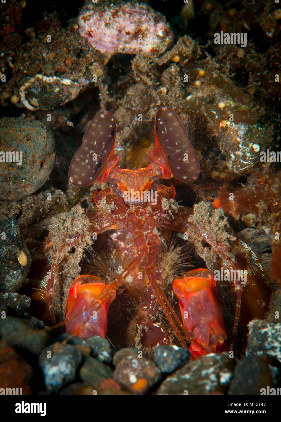riesige Fangschreckenkrebs: Lysiosquillina Lisa, aka Lisas Fangschreckenkrebse peering von Burrow, Tulamben, Bali Stockfoto