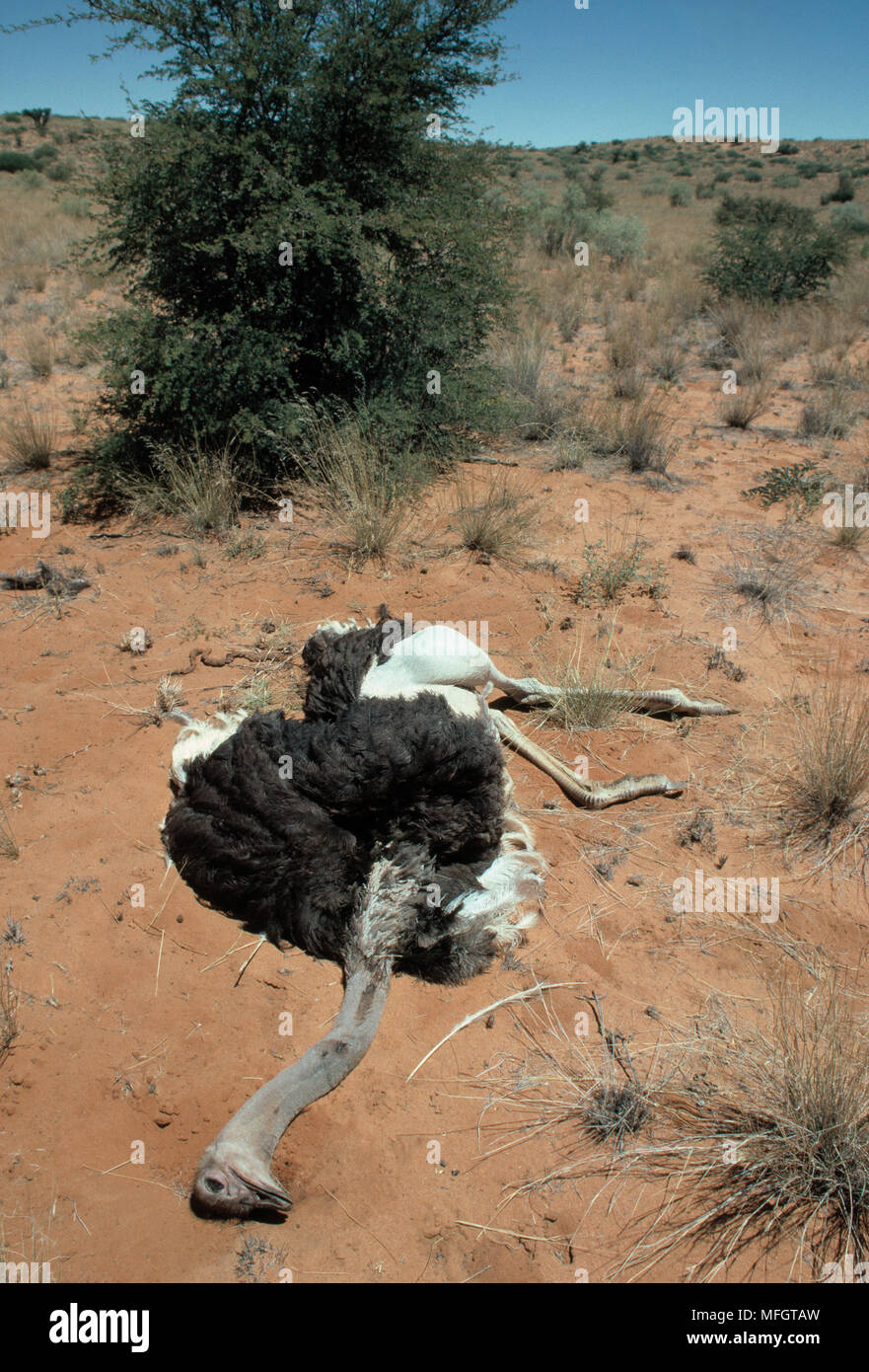 Toten STRAUSS Struthio camelus von Leoparden getötet Stockfoto