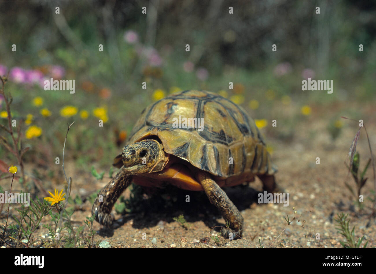 Anwinkeln SCHILDKRÖTE Chersina angulata Stockfoto