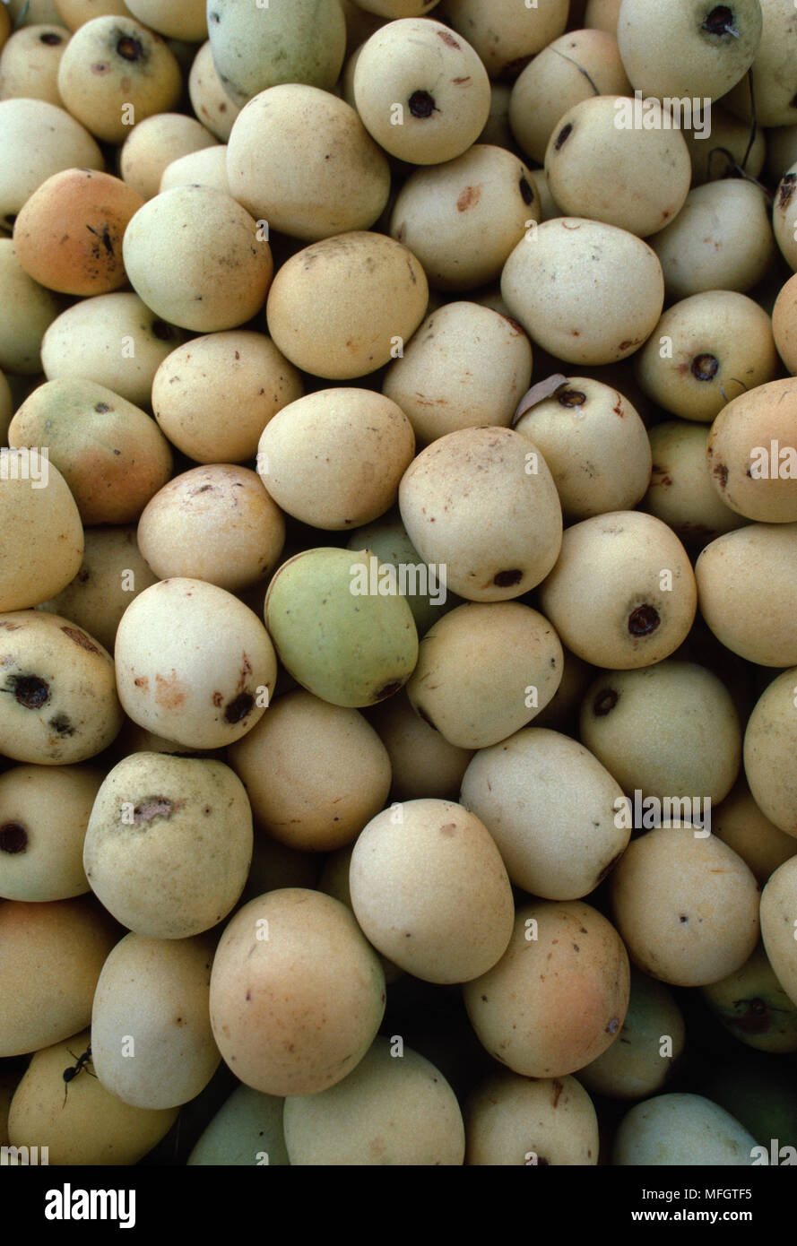 MARULA Stapel der geernteten Frucht Sclerocarya birrea Caffra von Tribal Völker des südlichen Afrika eingesetzt, um ein starkes Trinken zu machen Stockfoto