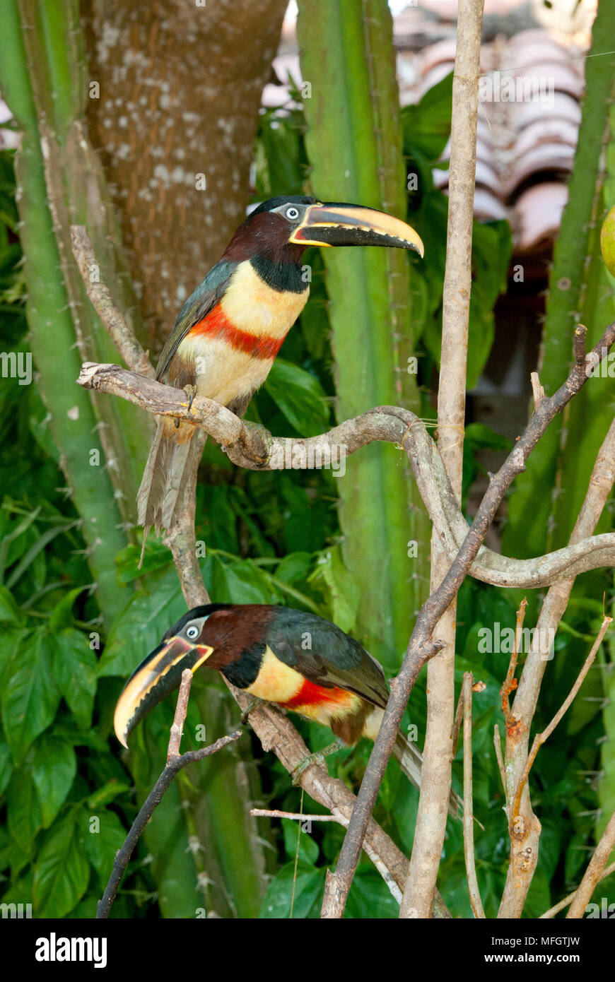 Kastanien-eared Aracaris im Pantanal im südlichen Brasilien Stockfoto