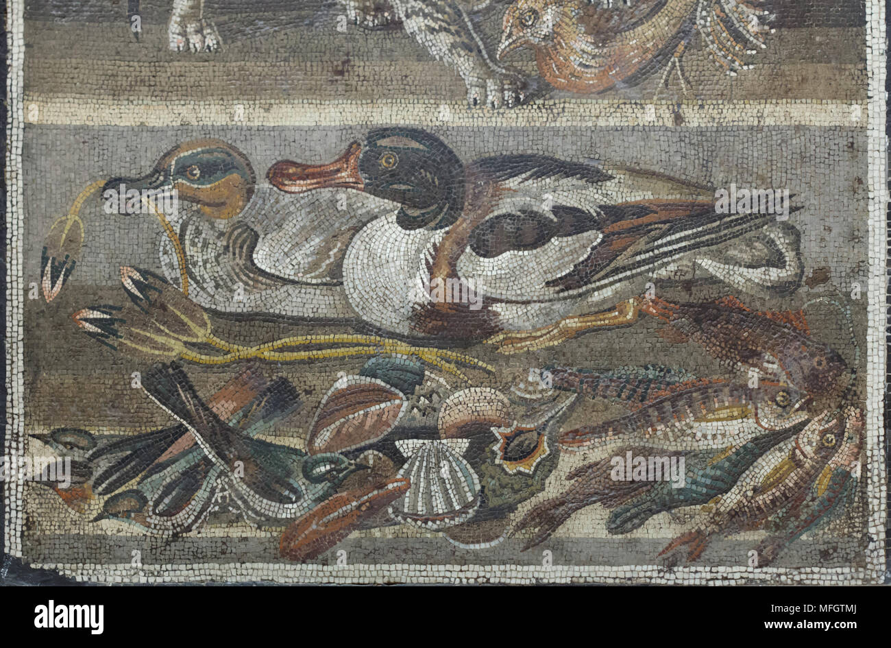 Enten, Vögel, Fische und Schalentiere in der römischen Mosaik aus der Casa del Fauno (Haus des Faun) in Pompeji dargestellt, nun im Nationalen Archäologischen Museum (Museo Archeologico Nazionale di Napoli) in Neapel, Kampanien, Italien. Eurasischen teal (Anas crecca) auf der linken und die brandente (Tadorna tadorna) an der rechten sind in der Mosaik dargestellt. Stockfoto
