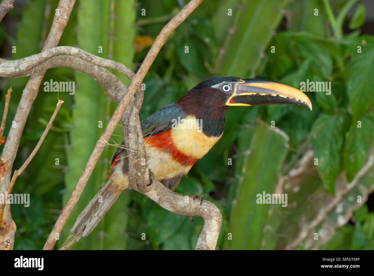Kastanien-eared Aracari im Pantanal im südlichen Brasilien Stockfoto