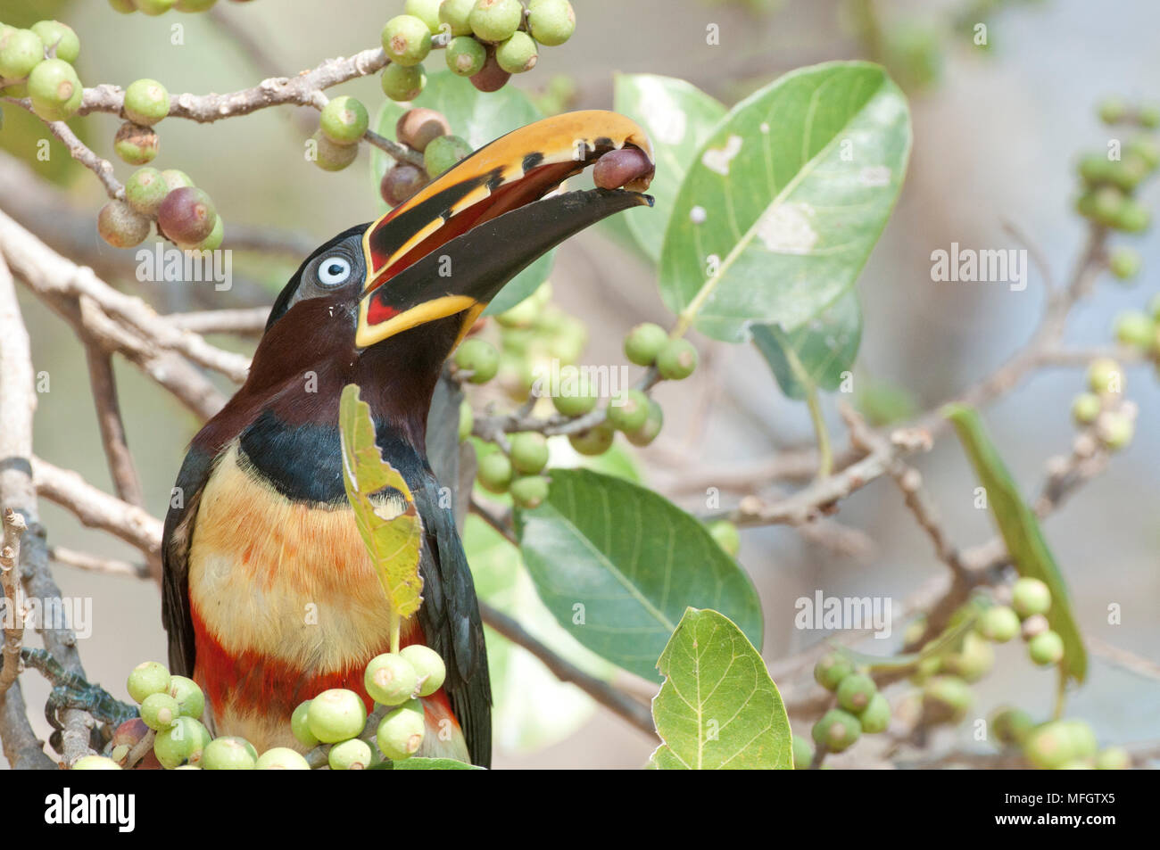 Kastanien-eared Aracari Fütterung auf Baum Früchte im Pantanal im südlichen Brasilien Stockfoto