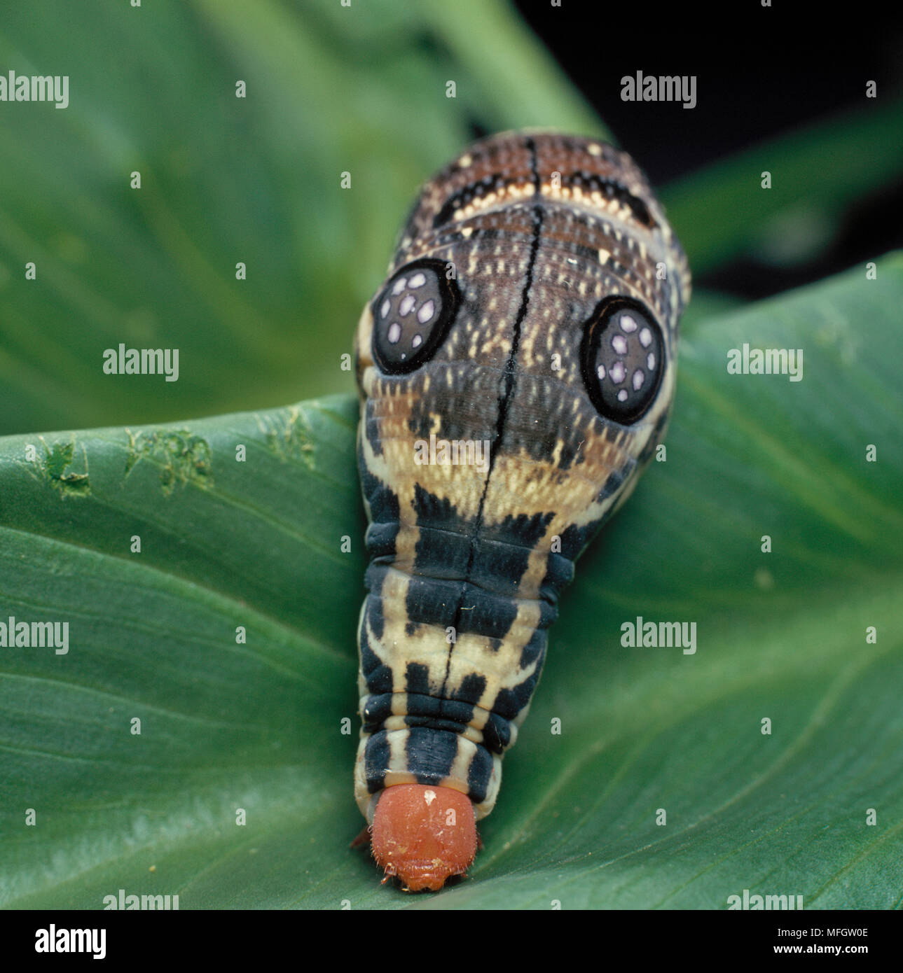 Tabakschwärmer Larve (eyespots Räuber abschrecken) Südafrika Stockfoto