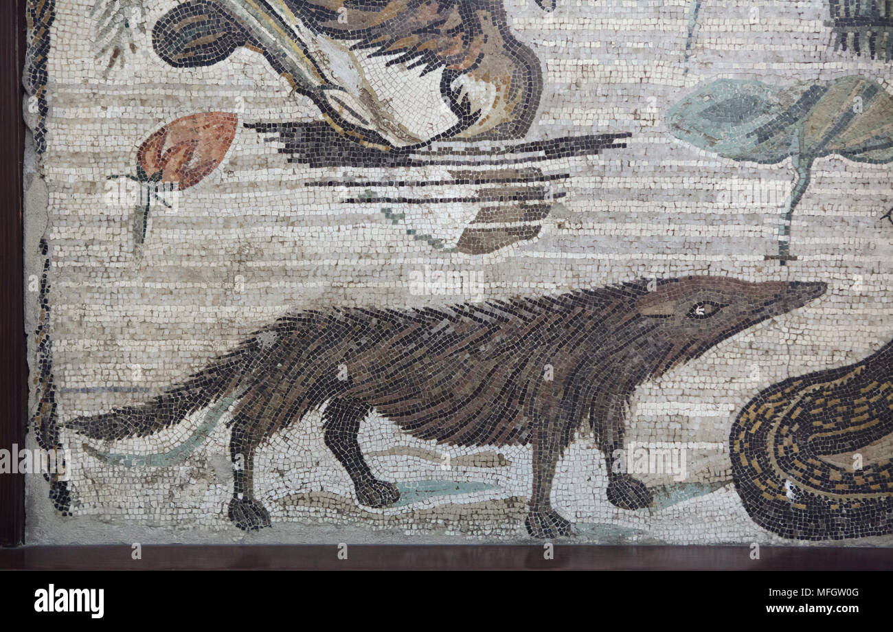 Ägyptische Mungo (Herpestes ichneumon), auch als der Ichneumon, in das römische Mosaik mit der NILOTISCHEN Szene aus der Casa del Fauno (Haus des Faun) in Pompeji dargestellt bekannt, nun im Nationalen Archäologischen Museum (Museo Archeologico Nazionale di Napoli) in Neapel, Kampanien, Italien. Stockfoto