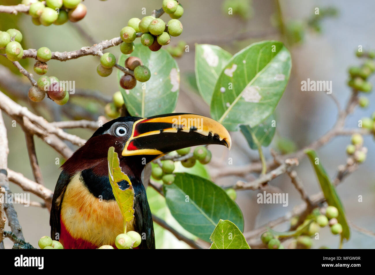 Kastanien-eared Aracari im Pantanal im südlichen Brasilien Stockfoto