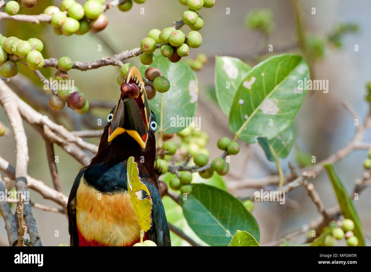 Kastanien-eared Aracari Fütterung auf Baum Früchte im Pantanal im südlichen Brasilien Stockfoto