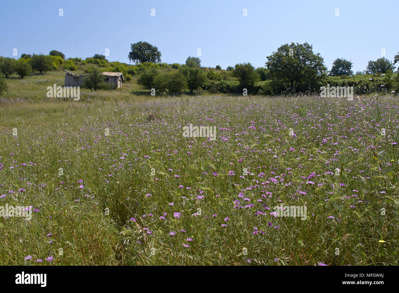 WILDFLOWER MEADOW reich an Insekten. Nordküste von Korfu. Die Wiese war es wimmelt von Bush - Grillen, Schmetterlinge und Insekten und Spinnen aller Kin Stockfoto
