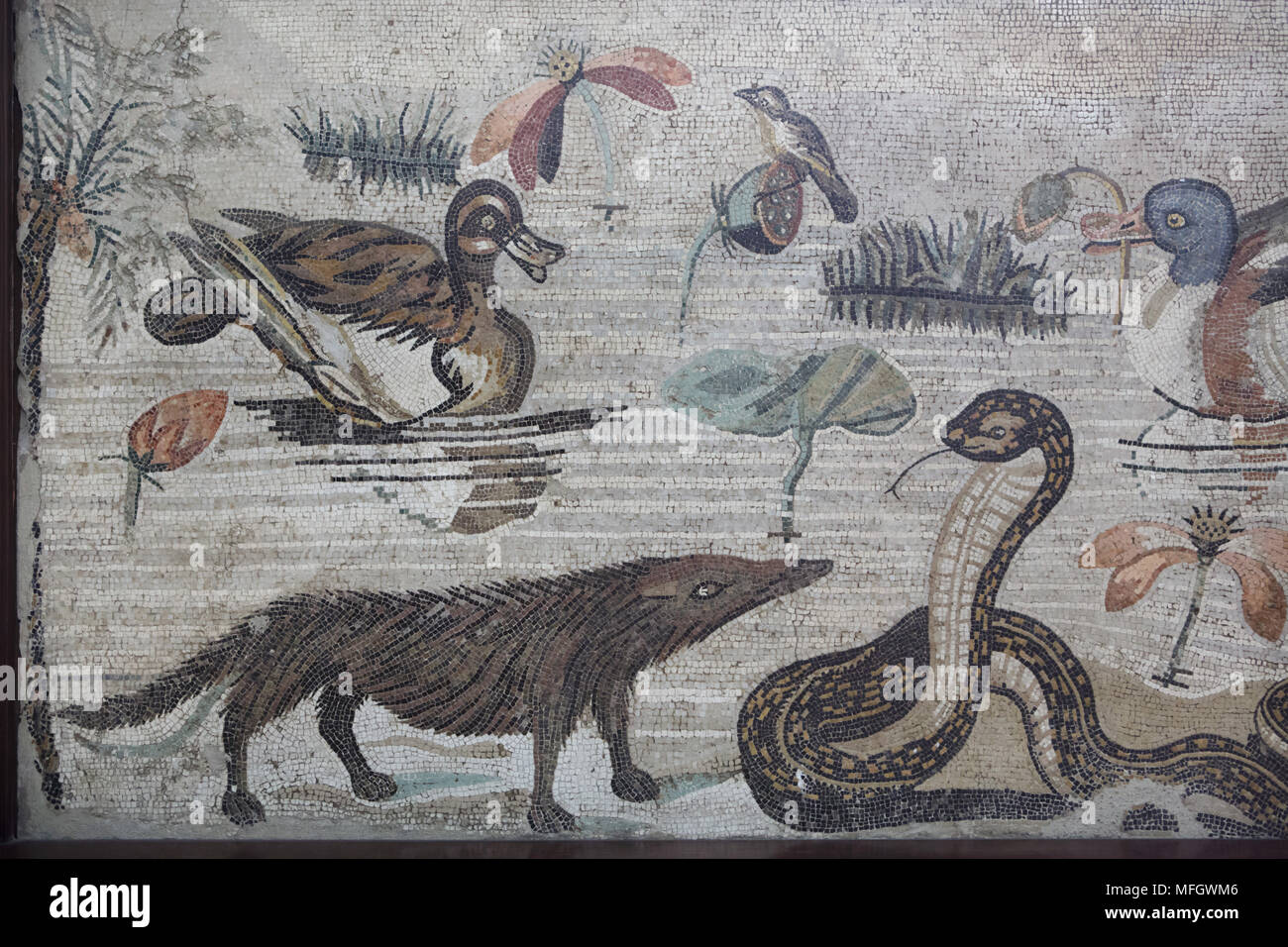 Ägyptische Mungo (Herpestes ichneumon), auch als der Ichneumon bekannt, und die ägyptische Kobra (Naja haje) in das römische Mosaik mit der NILOTISCHEN Szene aus der Casa del Fauno (Haus des Faun) in Pompeji dargestellt, nun im Nationalen Archäologischen Museum (Museo Archeologico Nazionale di Napoli) in Neapel, Kampanien, Italien. Stockfoto