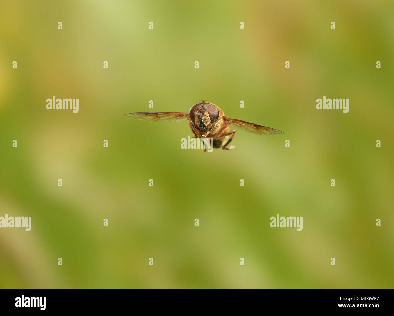 Eristalis HOVERFLY (sp) Sussex England Stockfoto