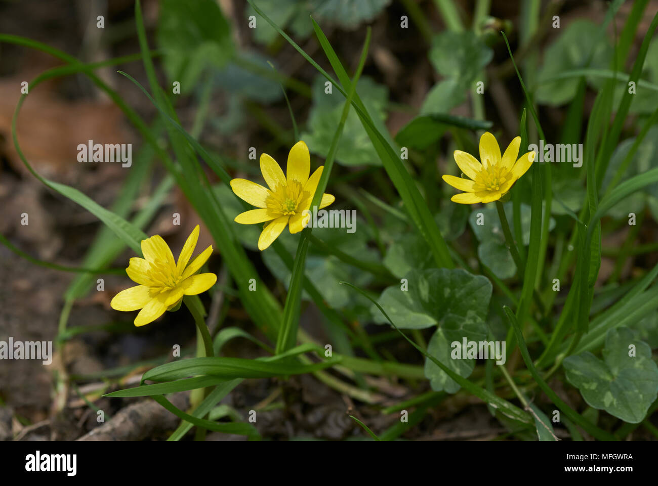 Scharbockskraut (Ranunculus ficaria) Sussex, England Stockfoto