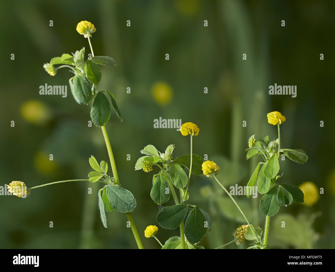 Weniger Kleeblatt (Trifolium Dubium) Sussex, England Stockfoto