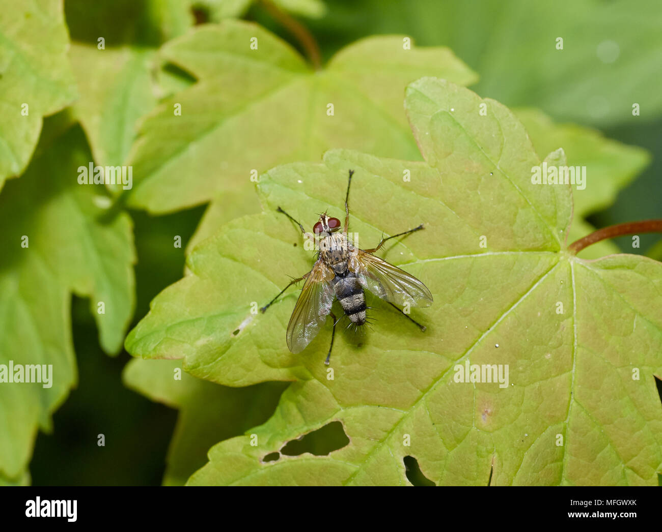 Parasitische fliegen (Dexia sp) Tachinidae Sussex England Stockfoto