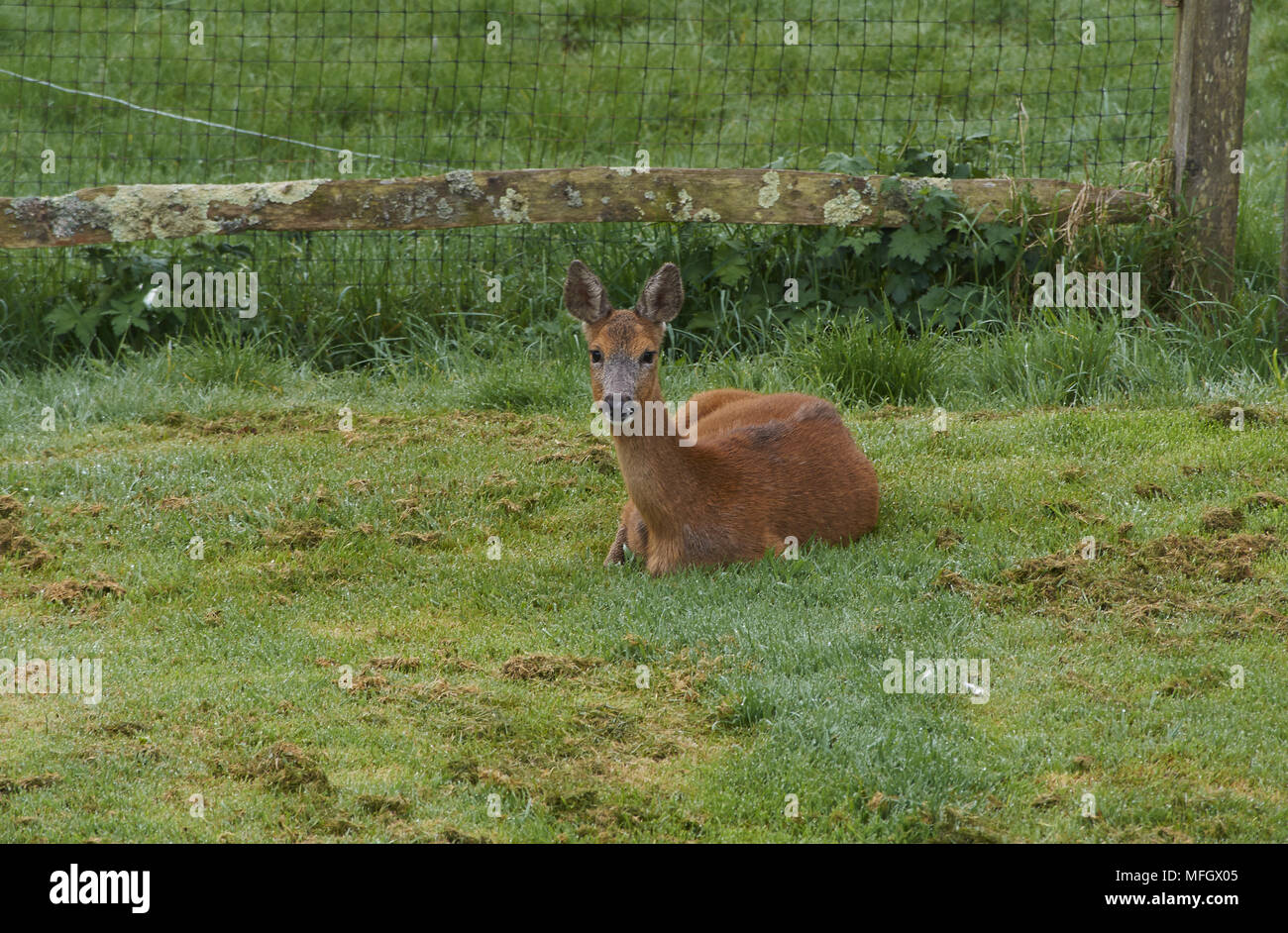 Reh (Capreolus capreolus) Entspannung auf Rasen nach einer Mahlzeit von Rosen & Geranien, Sussex, UK Stockfoto