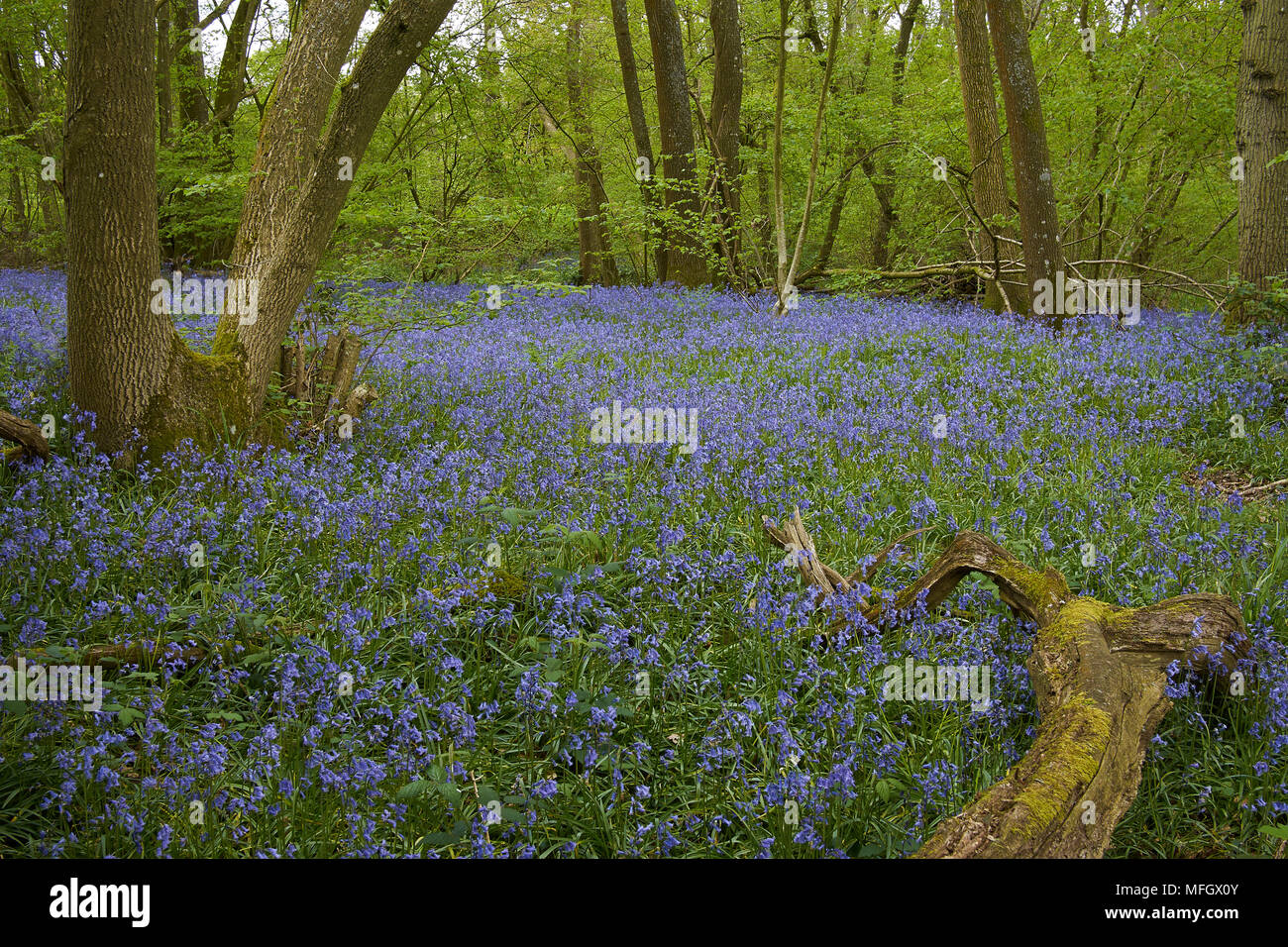 ROOKERYWOOD mit glockenblumen Sussex, England Stockfoto