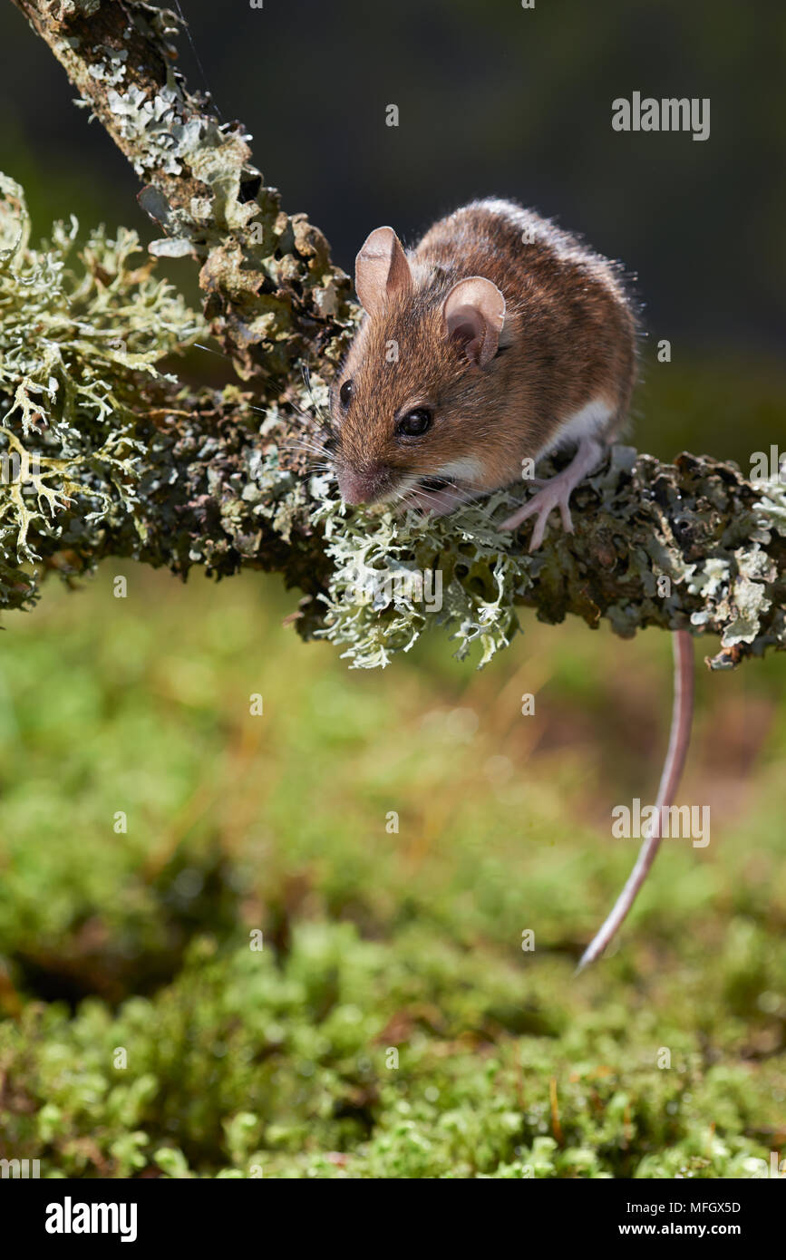 Holz Maus oder LONG-TAILED FELDMAUS (APODEMUS SYLVATICUS) Sussex, England Stockfoto