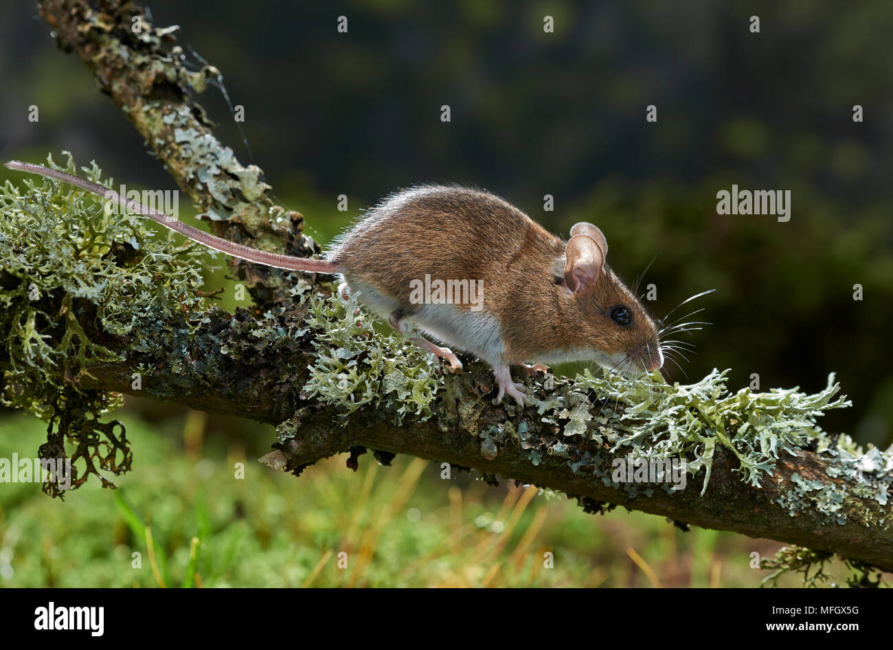 Holz Maus oder LONG-TAILED FELDMAUS (APODEMUS SYLVATICUS) Sussex, England Stockfoto