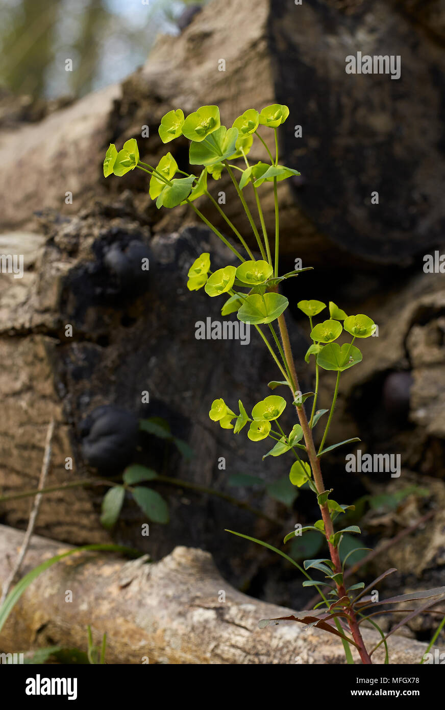 Holz Wolfsmilch (Euphorbia amygdaloides) wachsen in Sussex Woodland Stockfoto