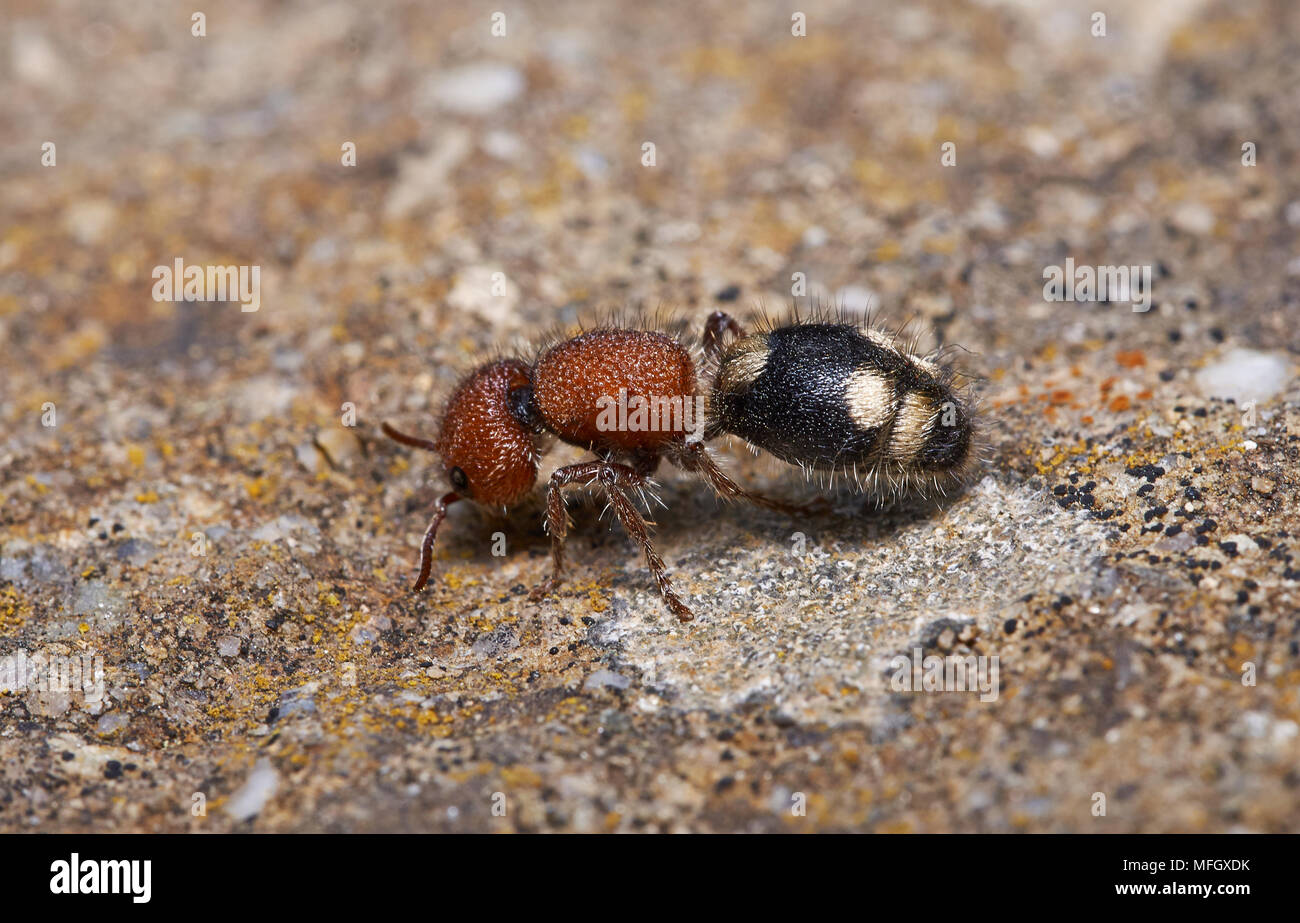 VELVET ANT (Mutillidae) Menorca (berüchtigt für ihre schmerzhaften Stich und obwohl der Name Dies ist eine Art von Wasp) Stockfoto