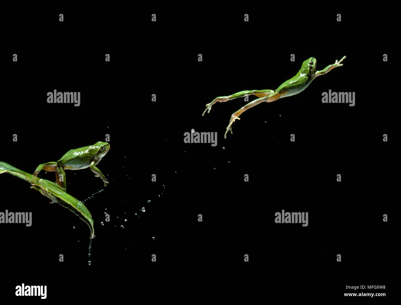 Laubfrosch Hyla arborea (multiflash springen, zwei Bilder) Bild trägt 50% Aufpreis Stockfoto
