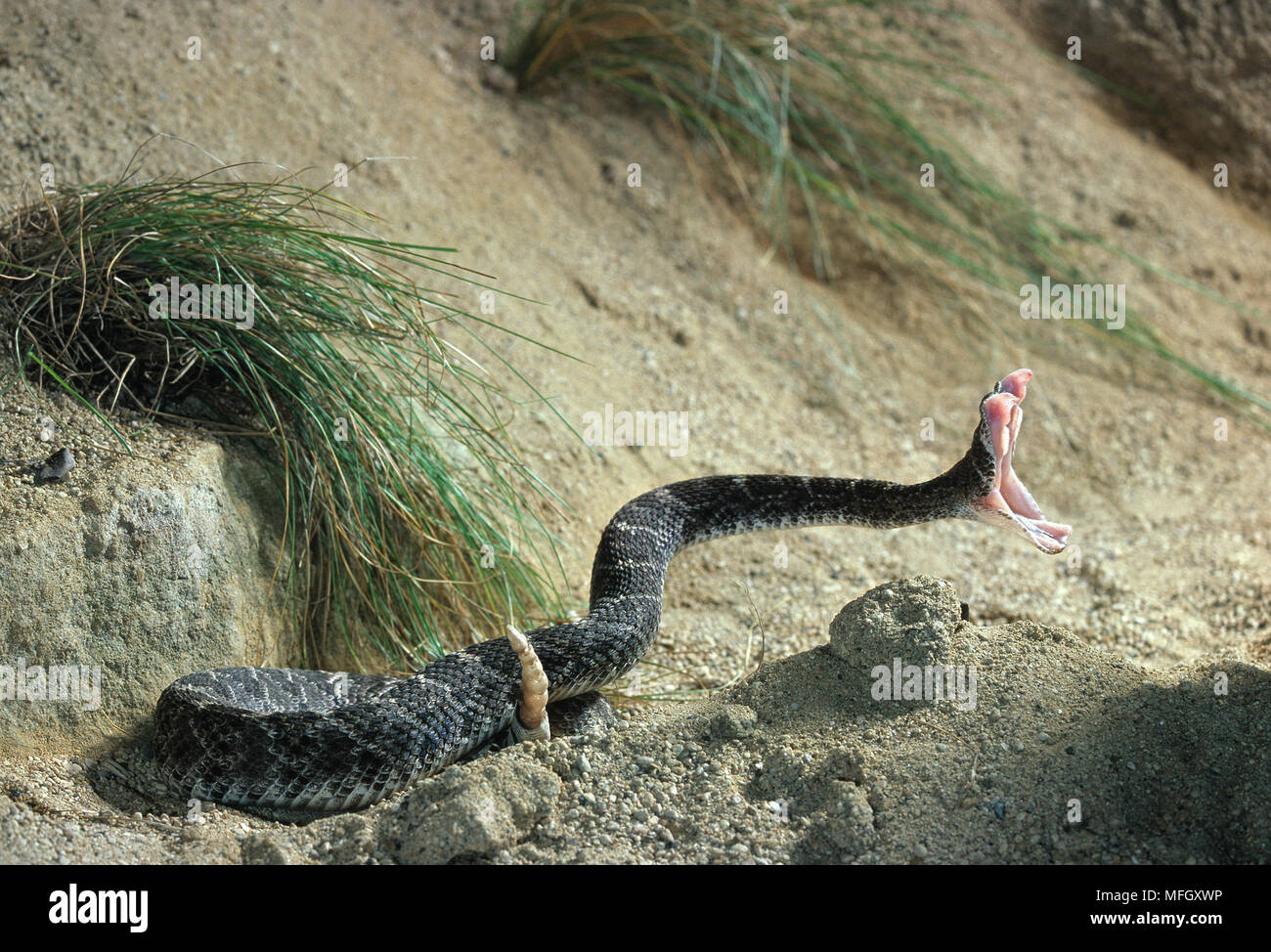 WESTERN DIAMONDBACK RATTLESNAKE markante Crotalus atrox Stockfoto