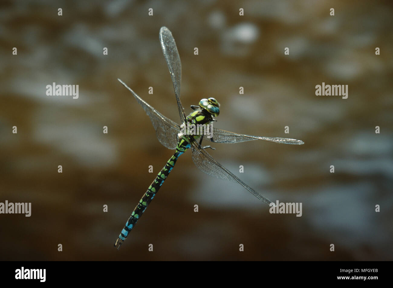 SOUTHERN HAWKER DRAGONFLY Aeshna cyanea im Flug auch als südliche Aeshna Dragonfly Stockfoto