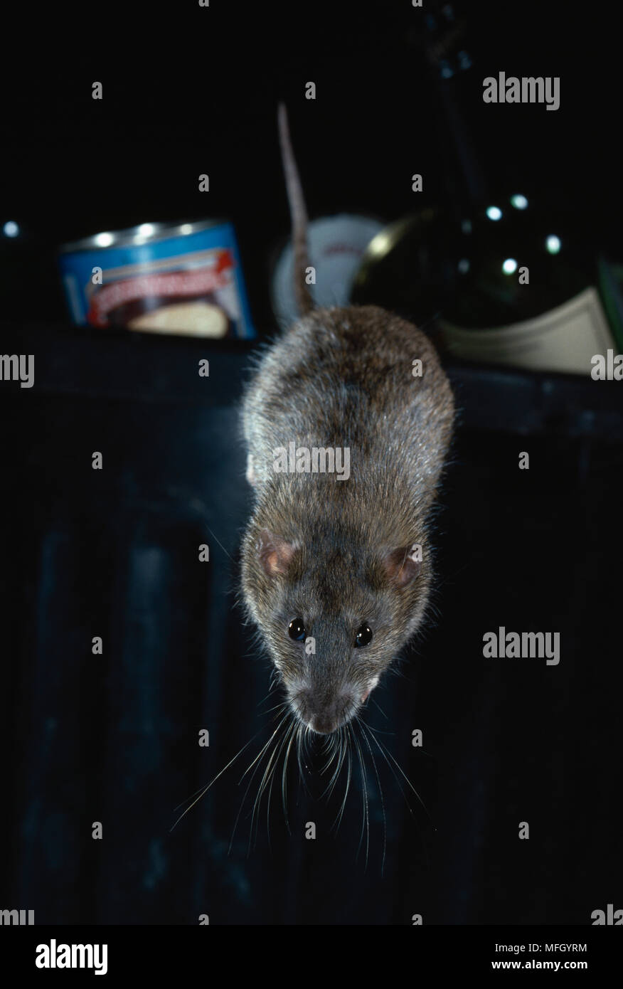 Braune Ratte Rattus Norvegicus Springt Von Mulleimer Garten
