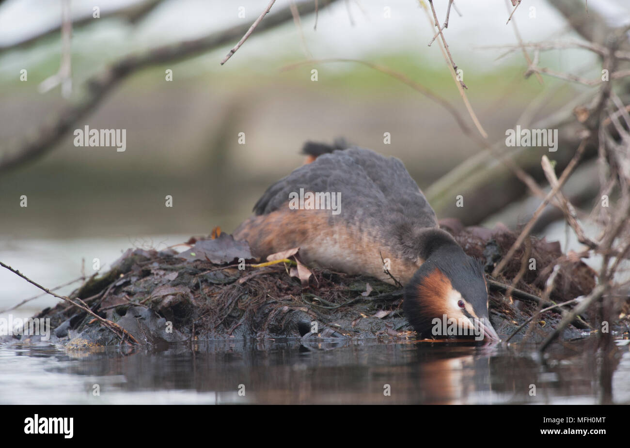 Nach Haubentaucher (Podiceps cristatus), sitzend auf Nest mit Eiern, Regent's Park, London, Großbritannien, Britische Inseln Stockfoto