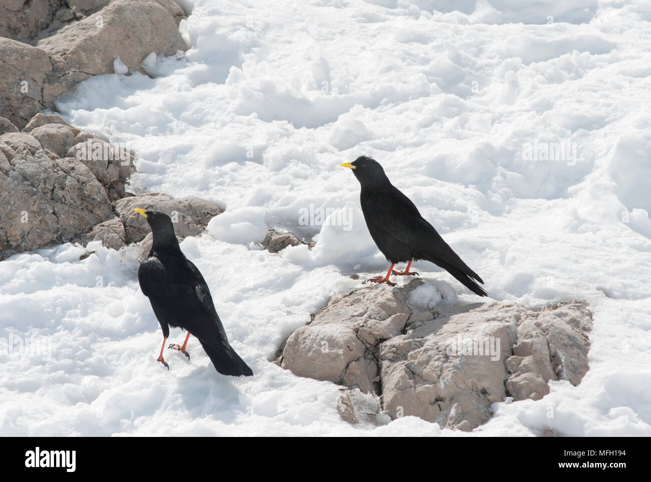 Ein paar Alpine Chough Alpenkrähe, oder Yellow-Billed (Ochotonidae), manchmal auch Bayern, deutschen und österreichischen Alpen. Stockfoto