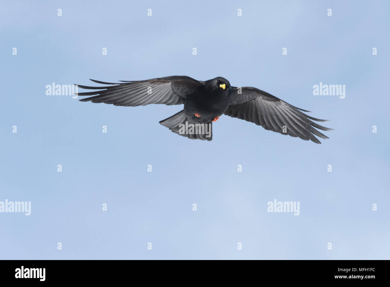 Alpine Chough Alpenkrähe, oder Yellow-Billed (Ochotonidae), manchmal auch im Flug, Bayern, deutschen und österreichischen Alpen. Stockfoto