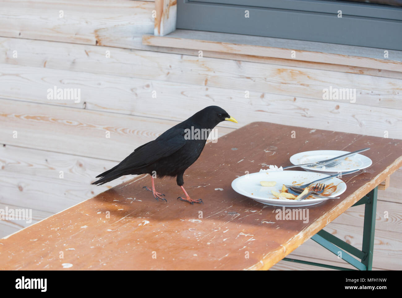 Alpine Chough oder Yellow-Billed Chough, Pyrrhocorax graculus, scavenge Lebensmittelreste in einem Skigebiet, Bayern, deutsche Alpen Stockfoto