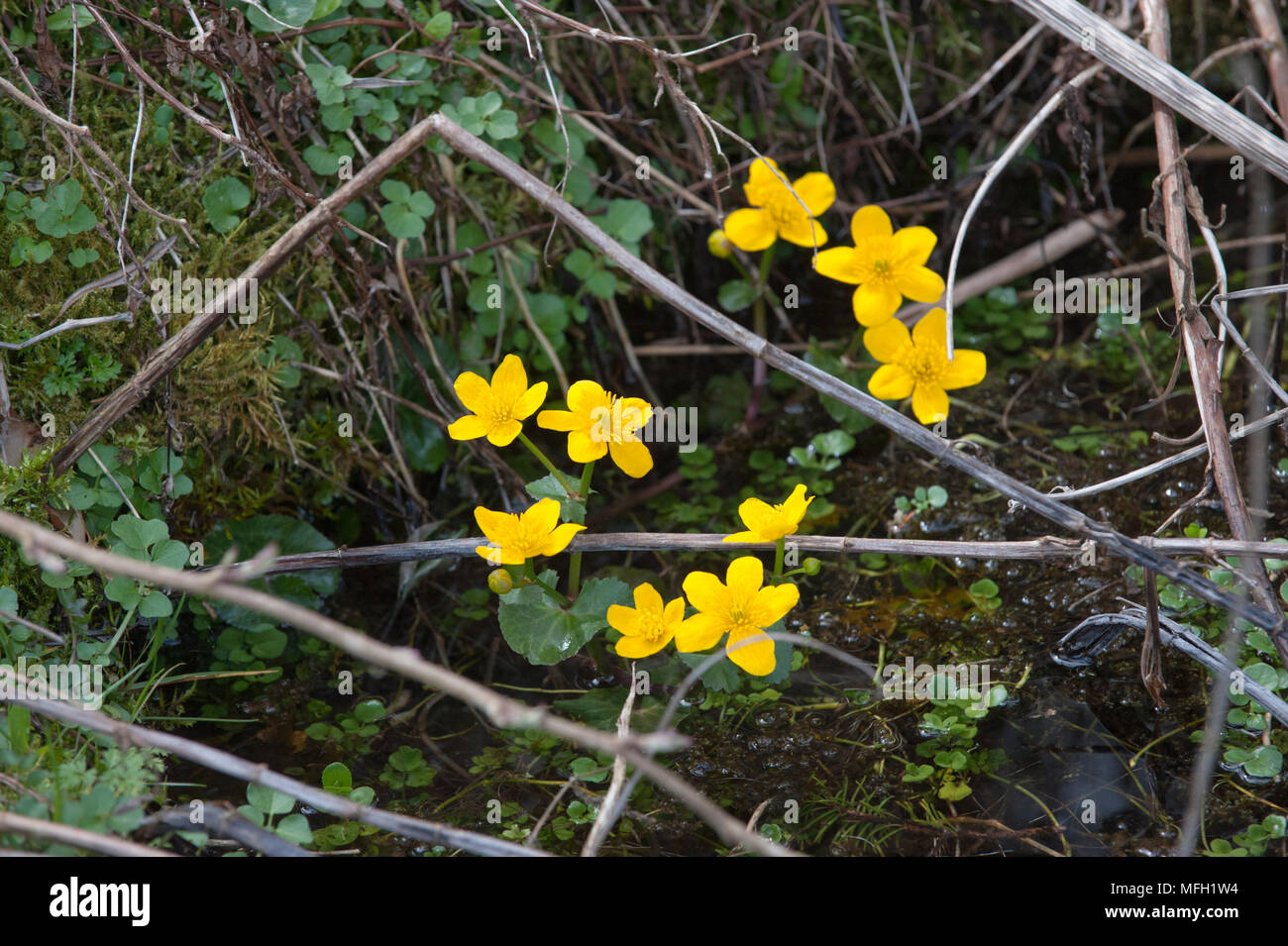 Marsh-Marigold, auch als Kingcup, (Caltha palustris), Königssee, Bayern, Deutschland bekannt Stockfoto