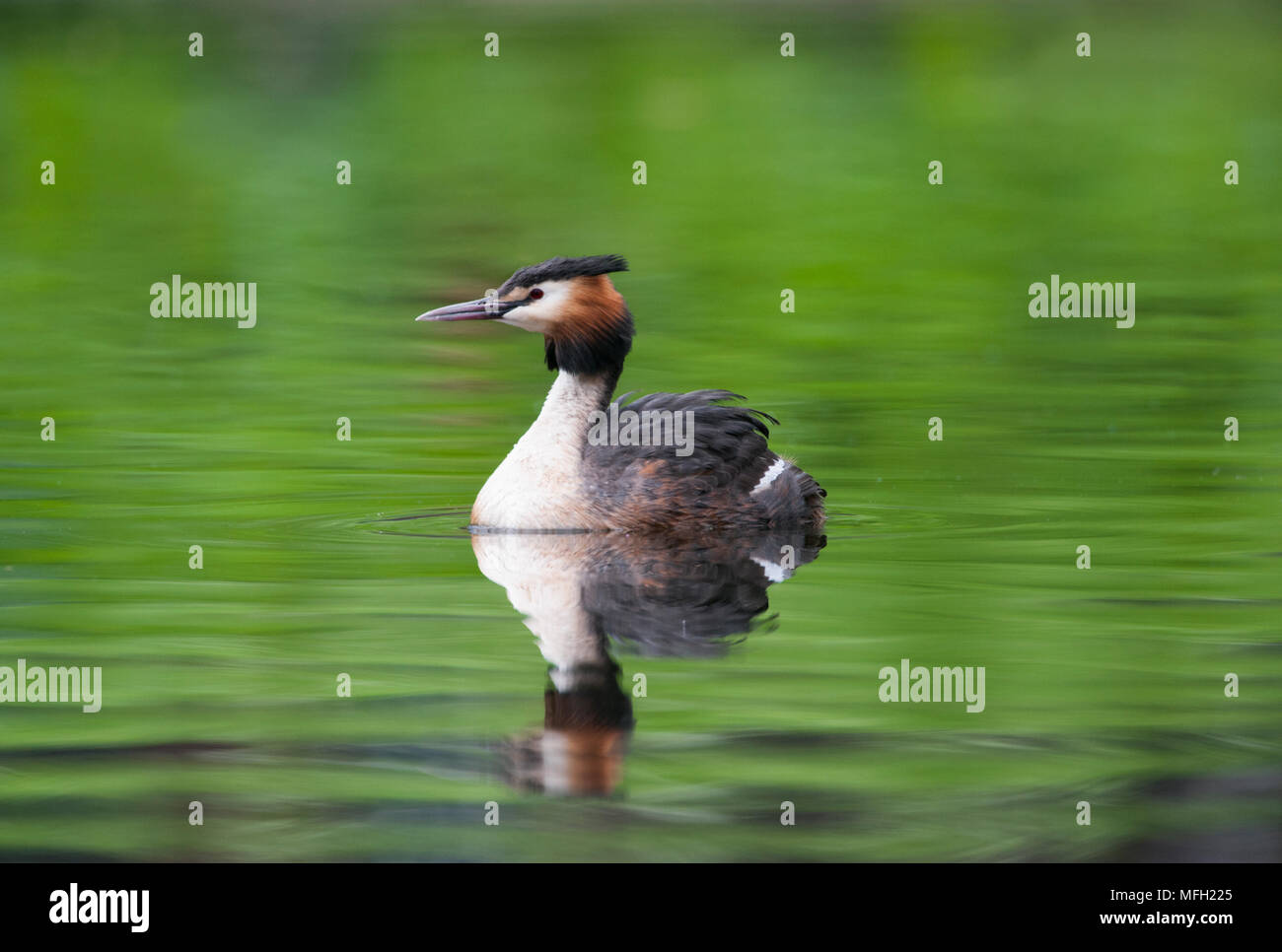 Haubentaucher (Podiceps cristatus), Regent's Park, London, Großbritannien, Britische Inseln Stockfoto