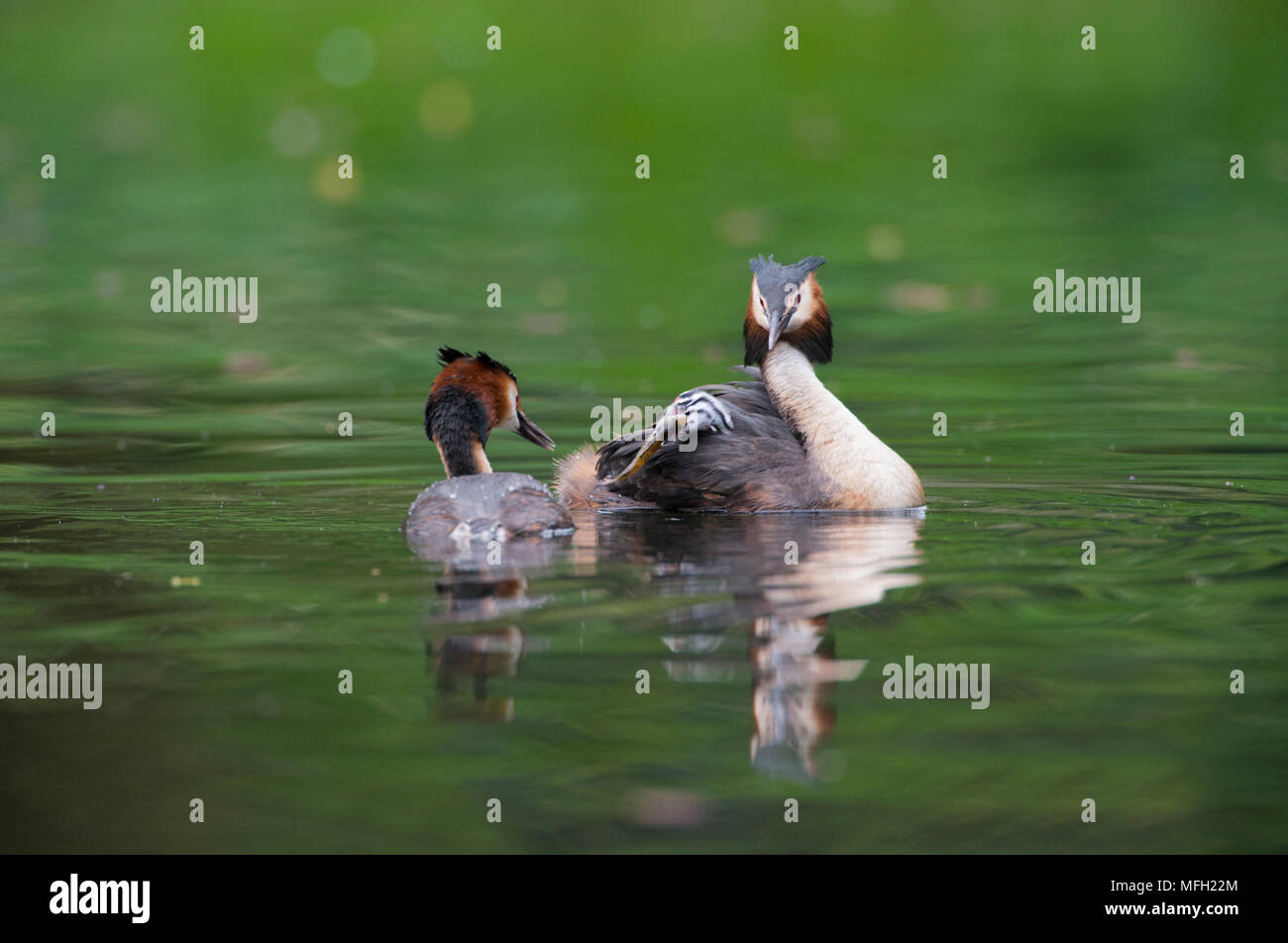 Haubentaucher, Podiceps cristatus (Paar), übergeordnete Vogel mit einem Küken auf dem Rücken, Regents Park, London, briitish Inseln, Großbritannien Stockfoto