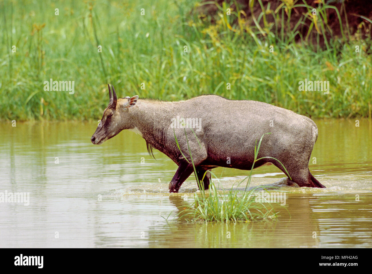 Männliche Nilgai oder Blue Bull, (Boselaphus tragocamelus), Wandern durch Sumpfgebietlebensraum, Keoladeo Ghana National Park, Bharatpur, Rajasthan, Indien Stockfoto Männliche Nilgai oder Blue Bull, (Boselaphus tragocamelus), Wandern durch Sumpfgebietlebensraum, Keoladeo Ghana National Park, Bharatpur, Rajasthan, Indien Stockfoto