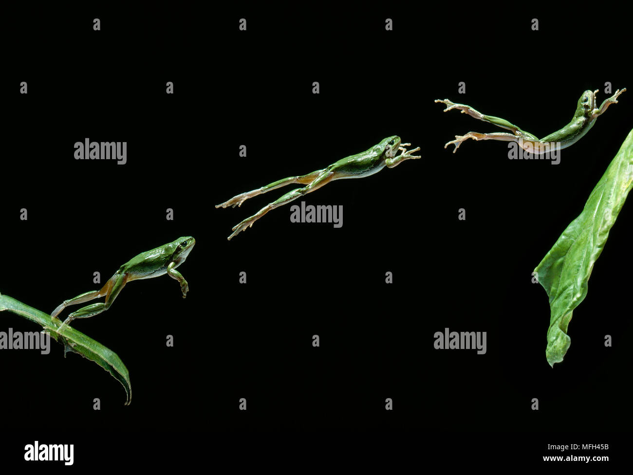 Laubfrosch springt von Blatt (multiflash) Hyla arborea Bild trägt 50% Aufpreis Stockfoto
