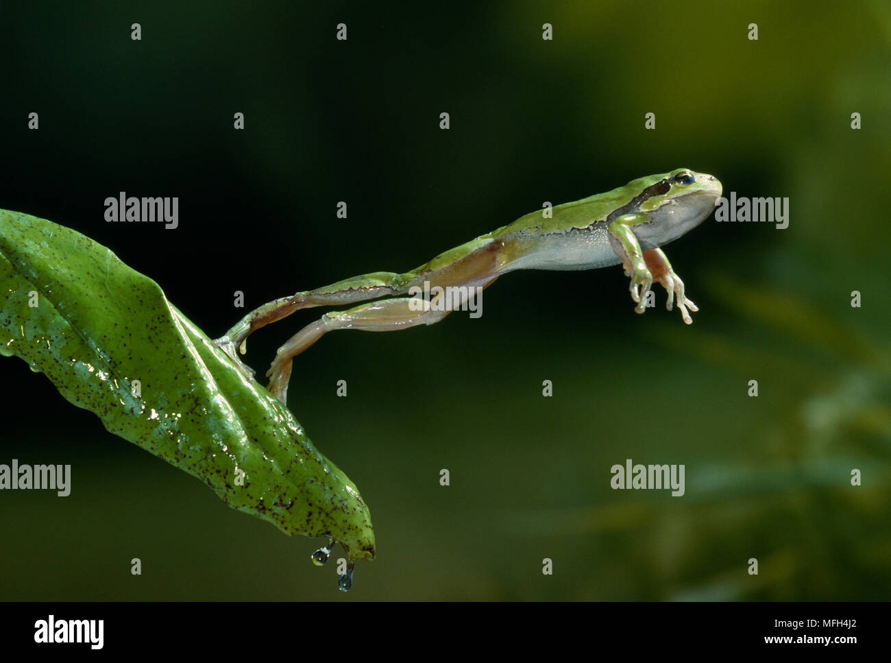 Laubfrosch Hyla arborea springen Stockfoto