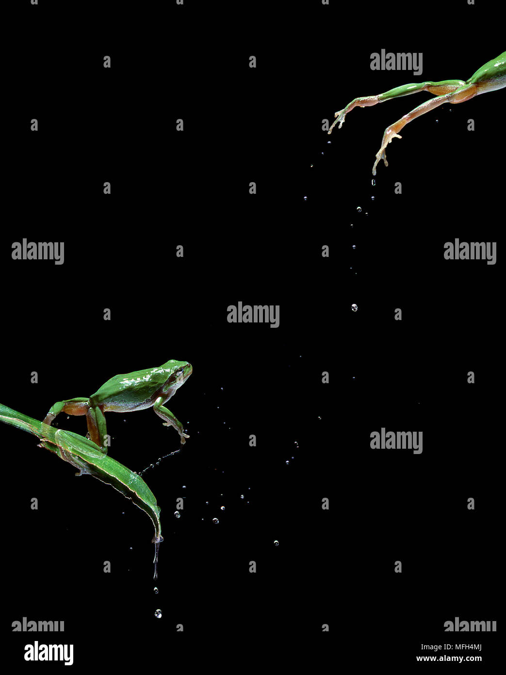 Laubfrosch Hyla arborea springt von Blatt (multiflash) Stockfoto