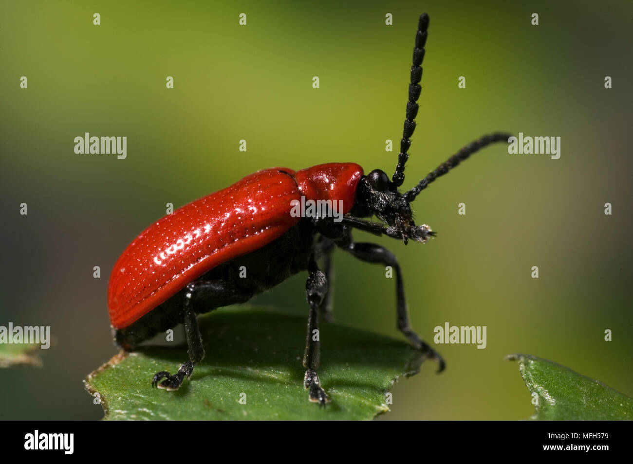 Lilioceris lilii SCARLET LILY Käfer in das Vereinigte Königreich eingeführt. Schädling-spezies. Stockfoto