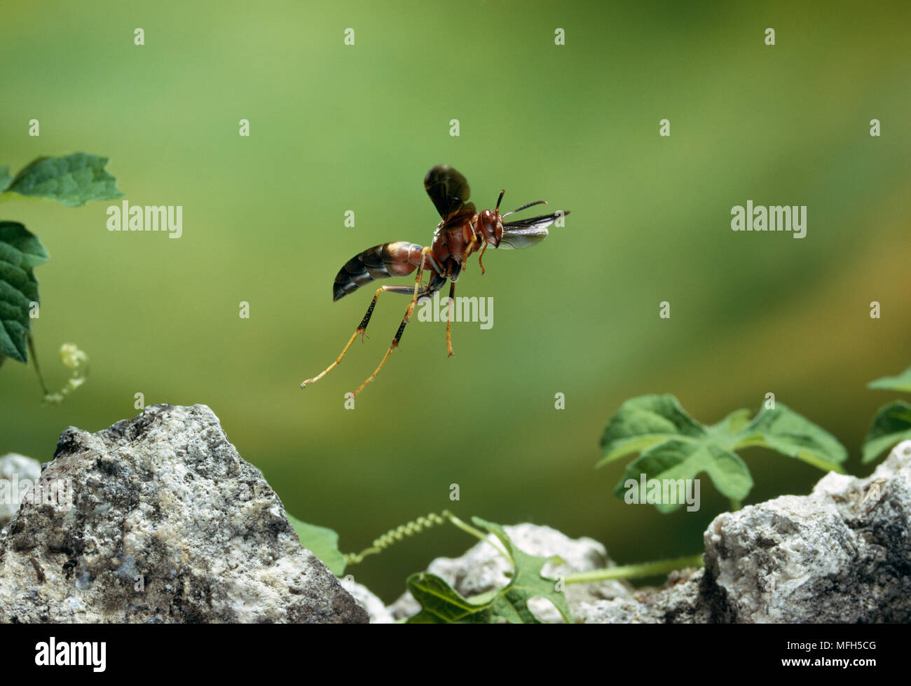 Papier im Flug WESPE Feldwespe metricus Stockfoto