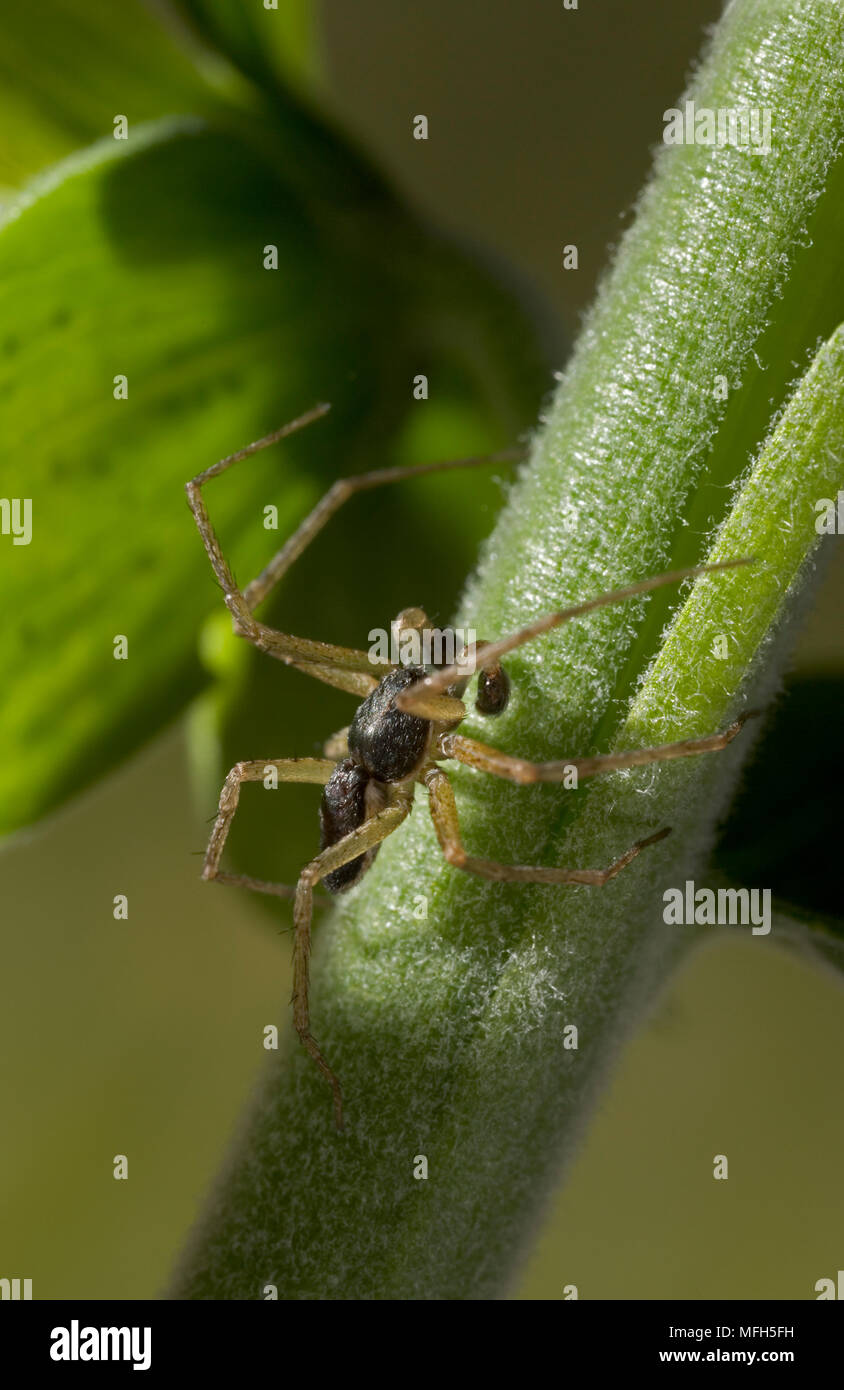 RUNNING CRAB SPIDER männlichen Philodromus dispar ein sich schnell bewegendes Philodromid Spider Stockfoto