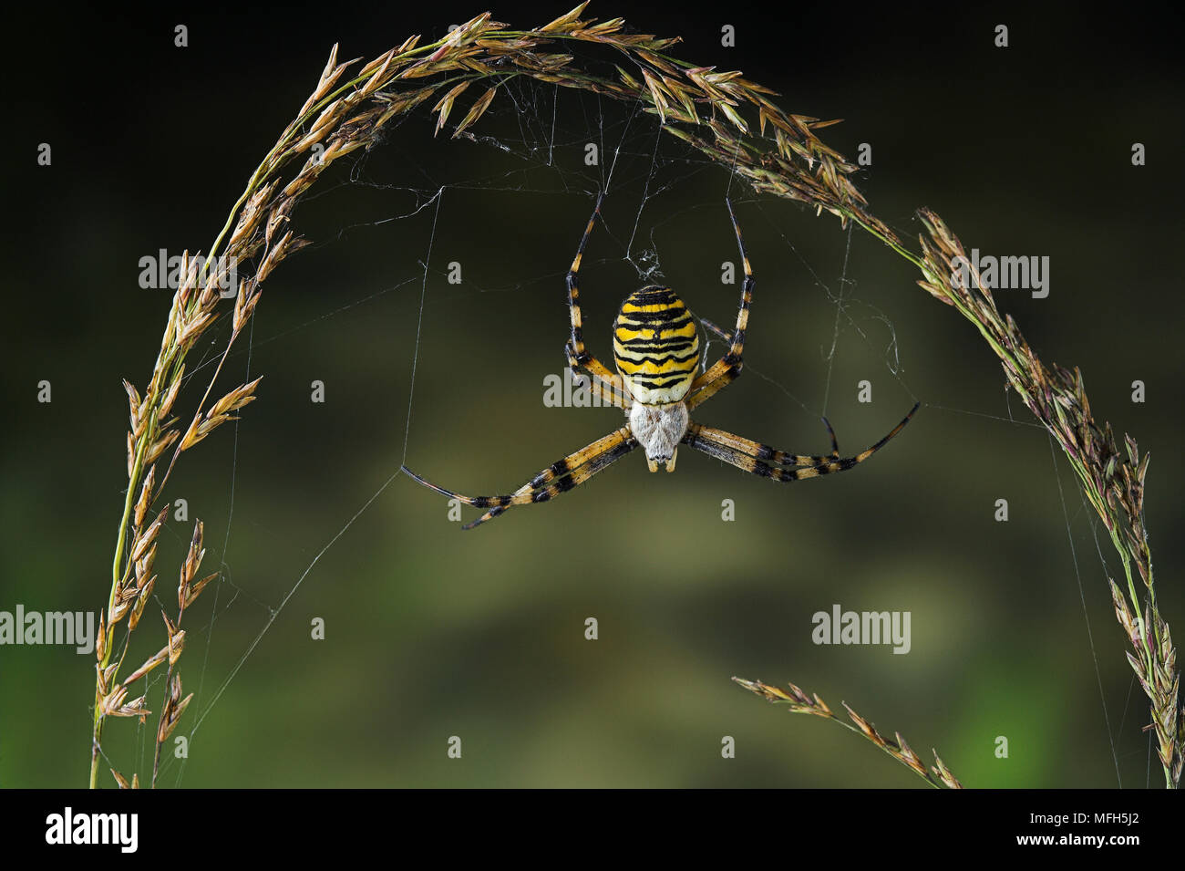 WASP SPIDER Argiope Bruennichi Sussex, UK Stockfoto