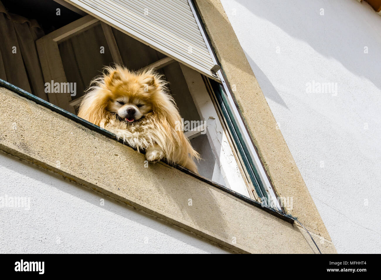 Unbekannter Hunde beobachten von Ihrem Haus Fenster als Touristen nach unten weitergeben. Stockfoto
