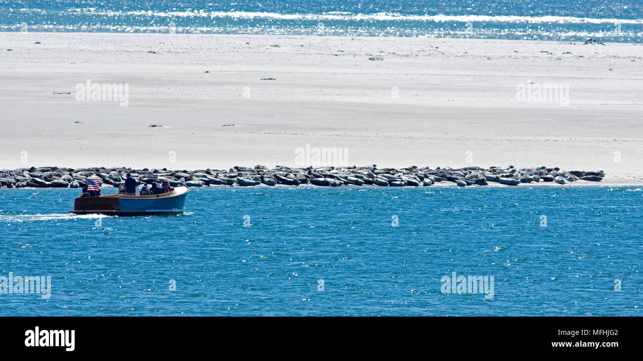 Eine Dichtung Tour führt eine Reihe von Sonnenbaden Kegelrobben auf Cape Cod, USA Stockfoto