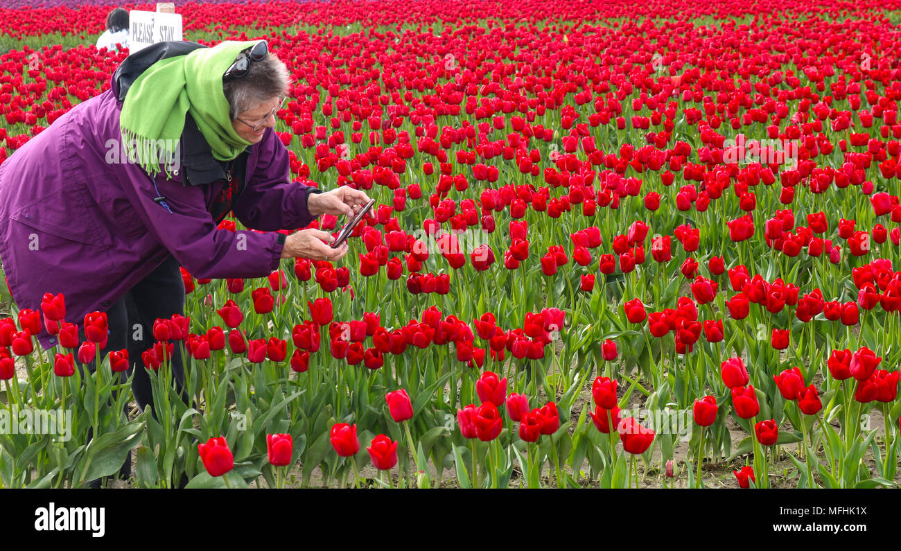 Ältere Frau die Bilder mit Ihrem Handy Der rote Tulpen im Skagit Valley Tulip Festival in Mount Vernon, Washington, USA. Stockfoto