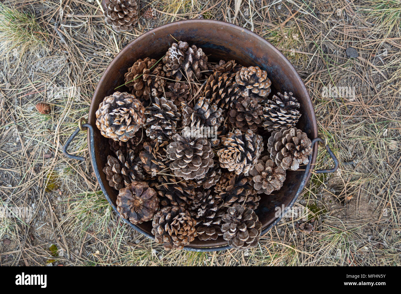 Rostigen Eimer voller Kiefernzapfen Stockfoto